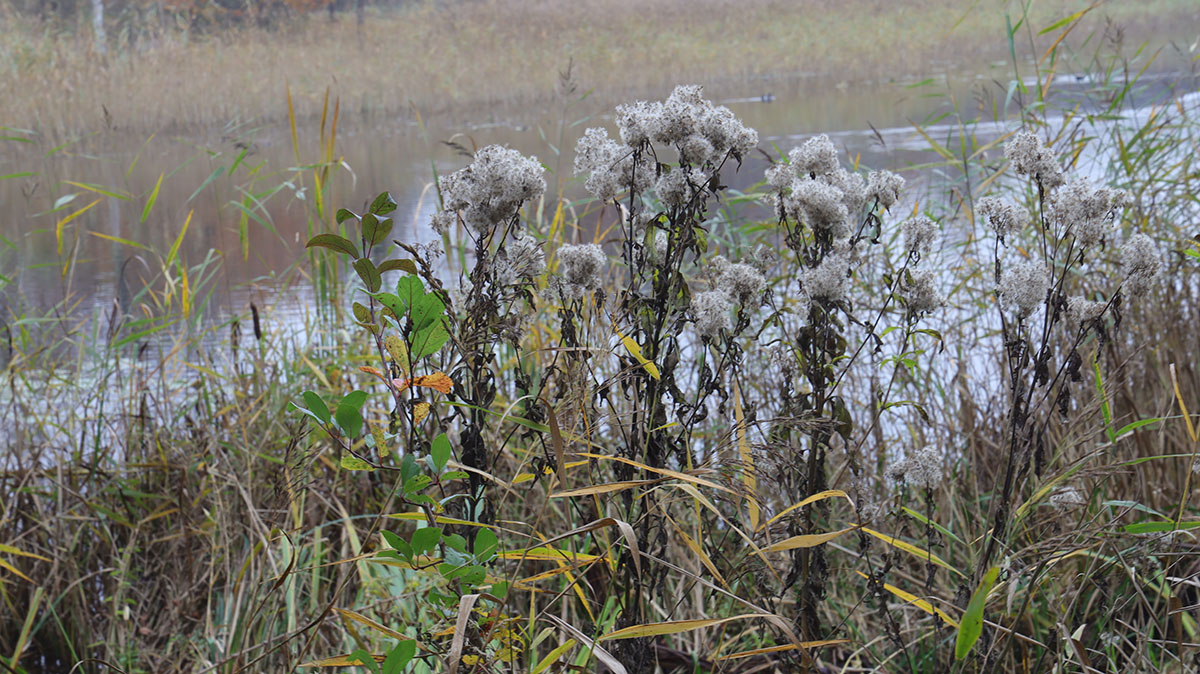 Bij de Tenellaplas